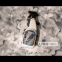 Полироль-молочко для приборной панели Vitol 750мл Black Ice 5